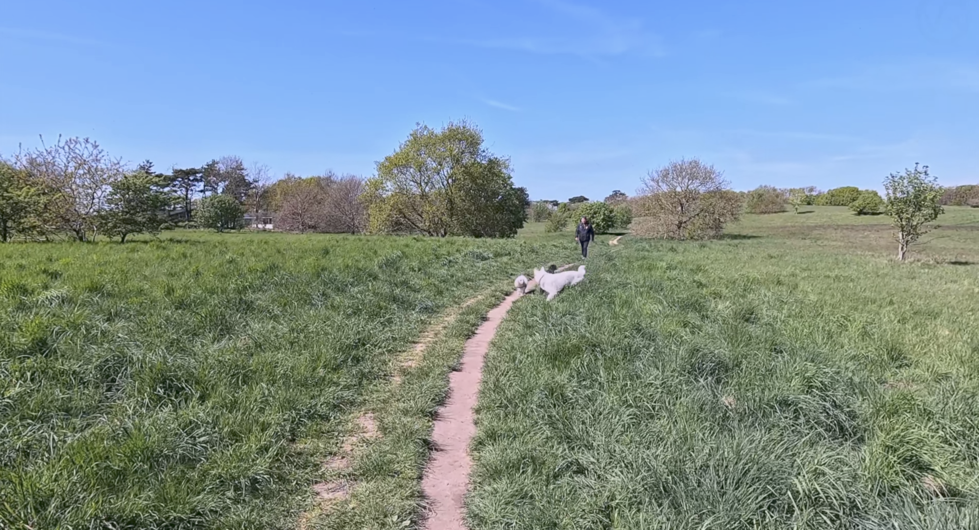 Gilbjerg Hoved med Hund