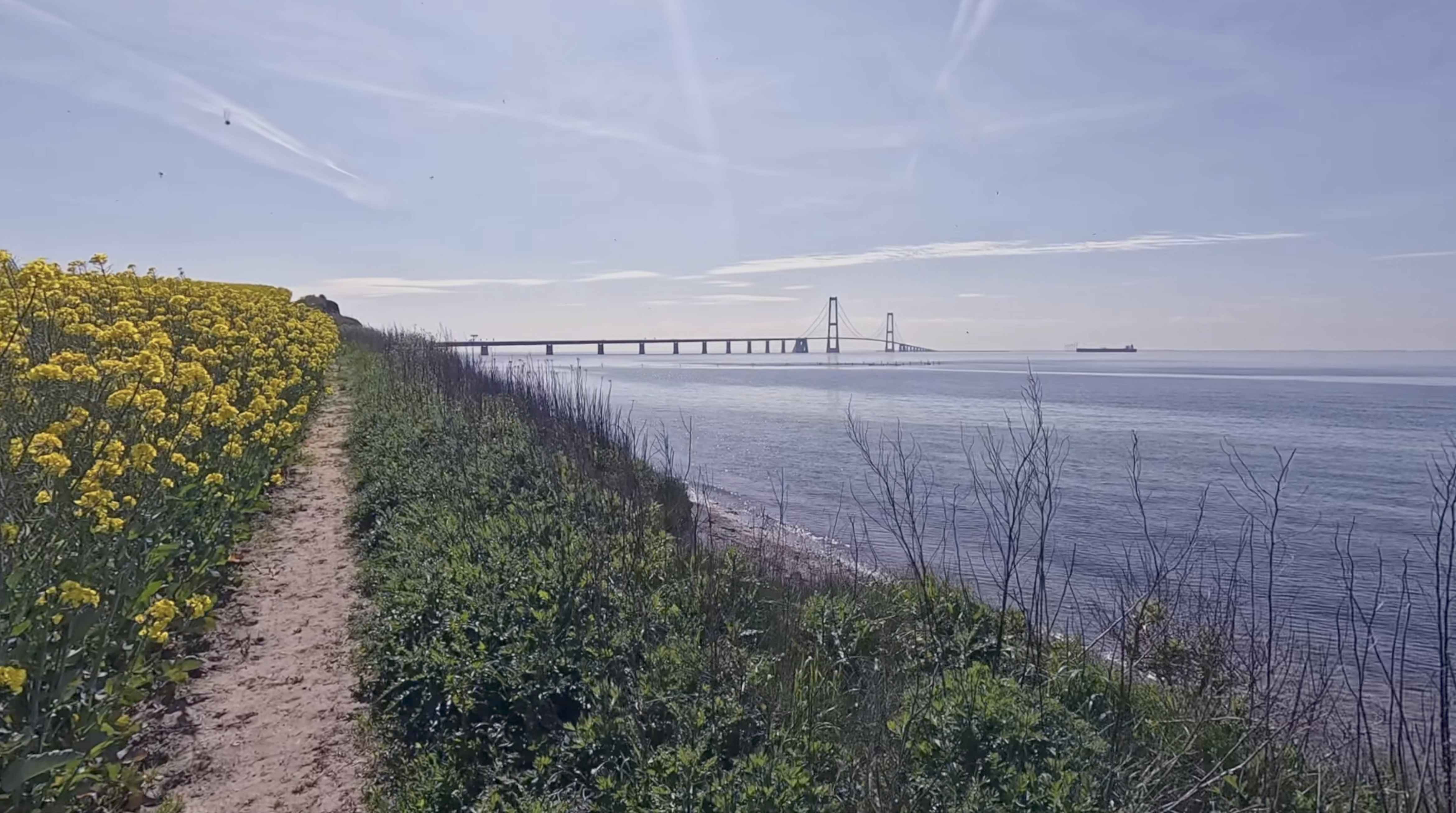 Storebæltsboen med Rapsmark